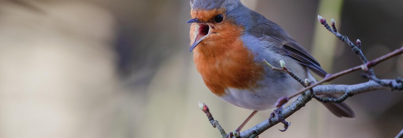 picture of a bird singing