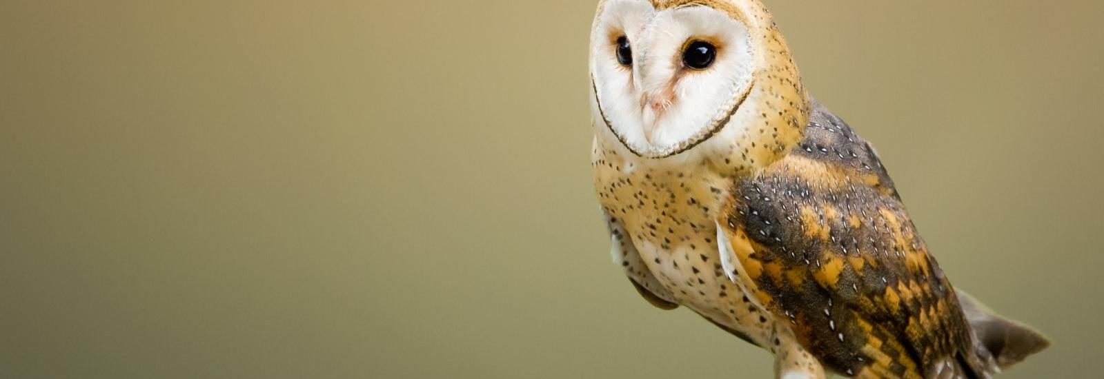 Picture of a barn owl resting