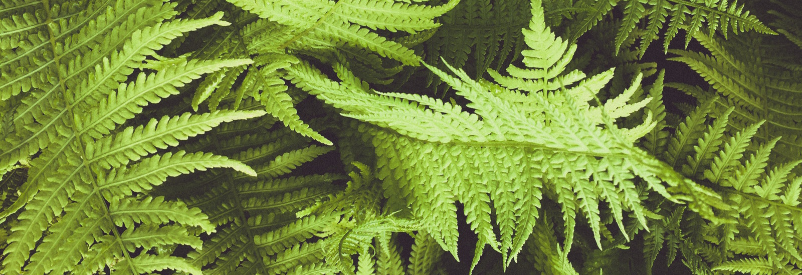 Close up of ferns