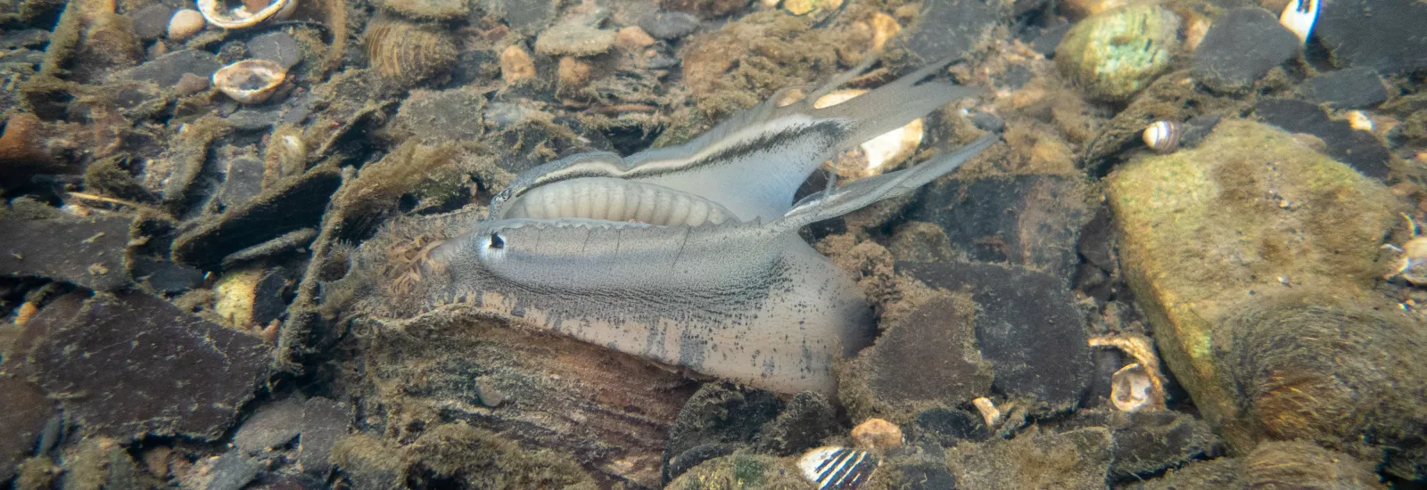 Underwater scene featuring the freshwater mussel Lampsilis cardium displaying its mantle lure.