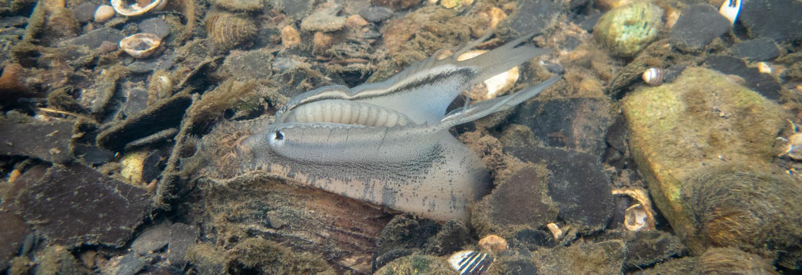 Underwater photo of a freshwater mussel displaying its mantle lure.