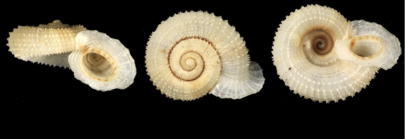 Apertural, apical, and umbilical views of the shell of Abbottella sp., Dominican Republic