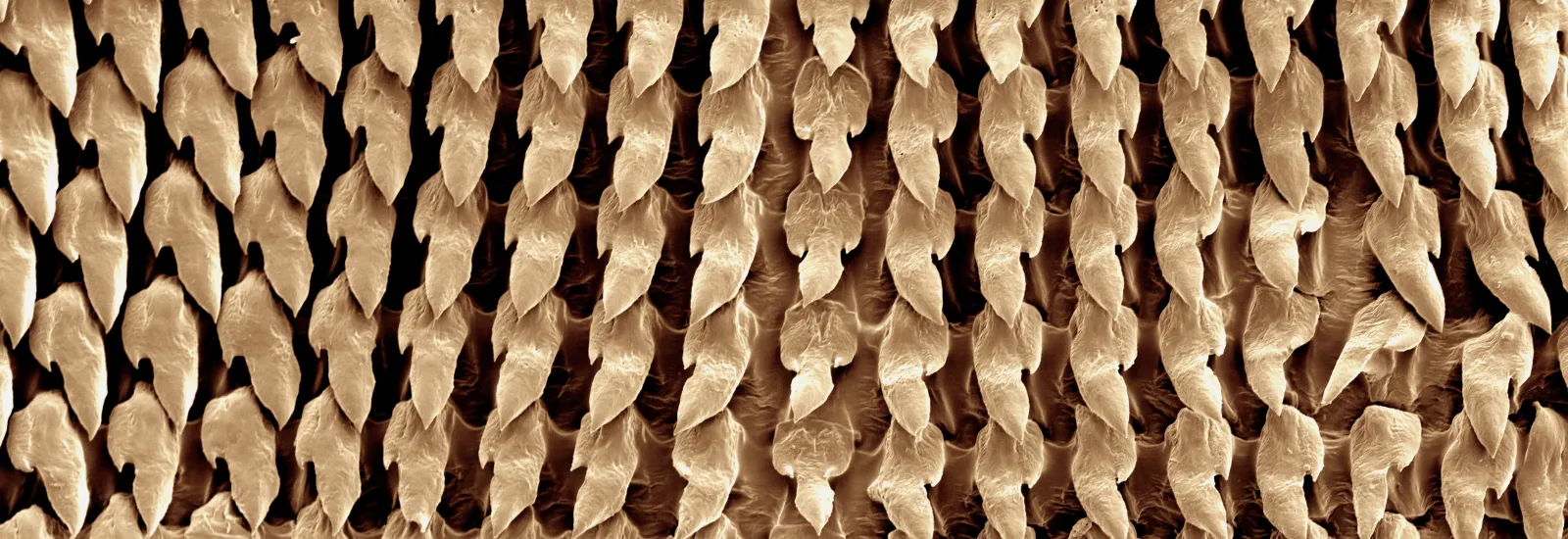 Scanning electron micrograph of radular membrane of a tail dropper slug from Washington, USA
