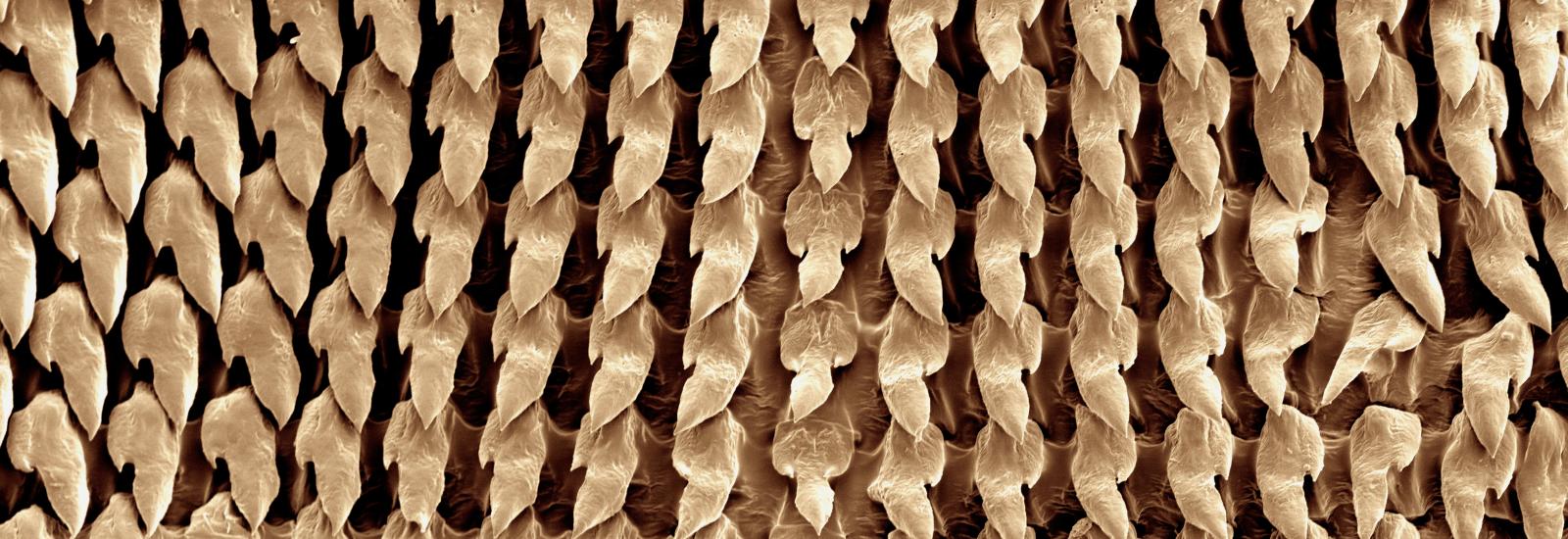 Scanning electron micrograph of radular membrane of a tail dropper slug from Washington, USA