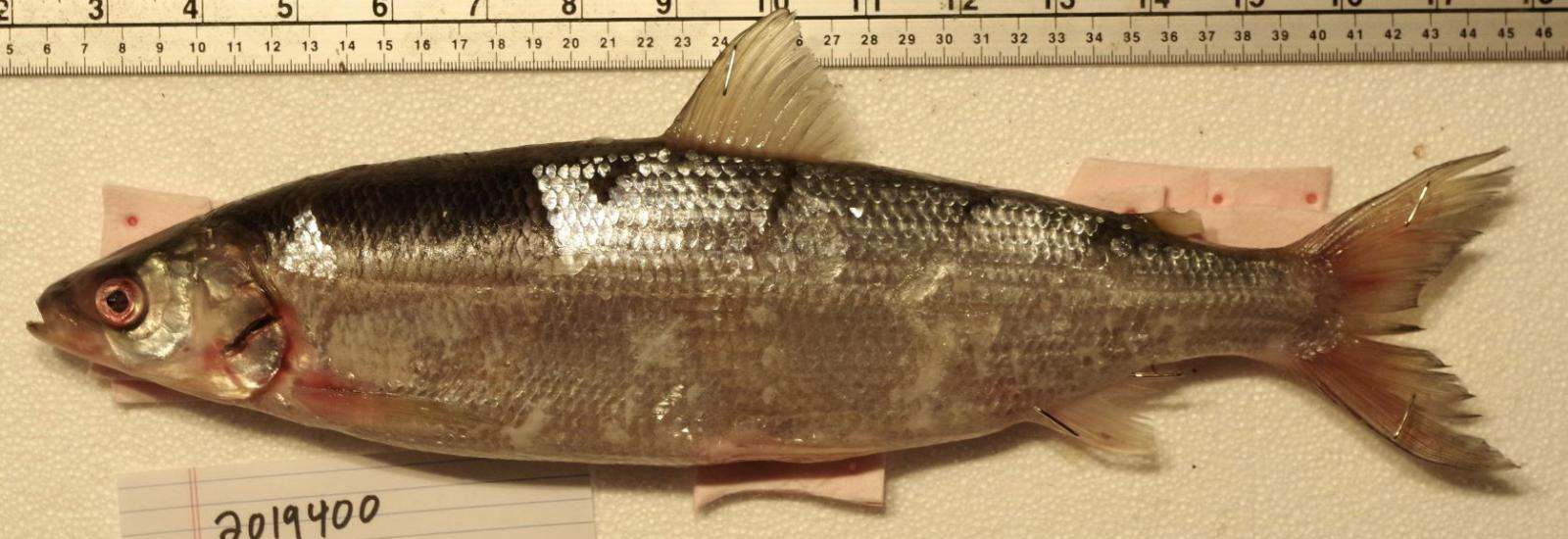 Cisco from Lake Erie 2019