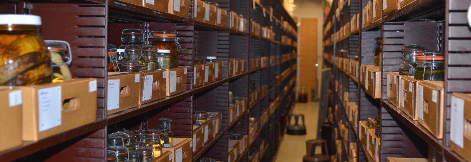 Shelves of jars with fish specimen