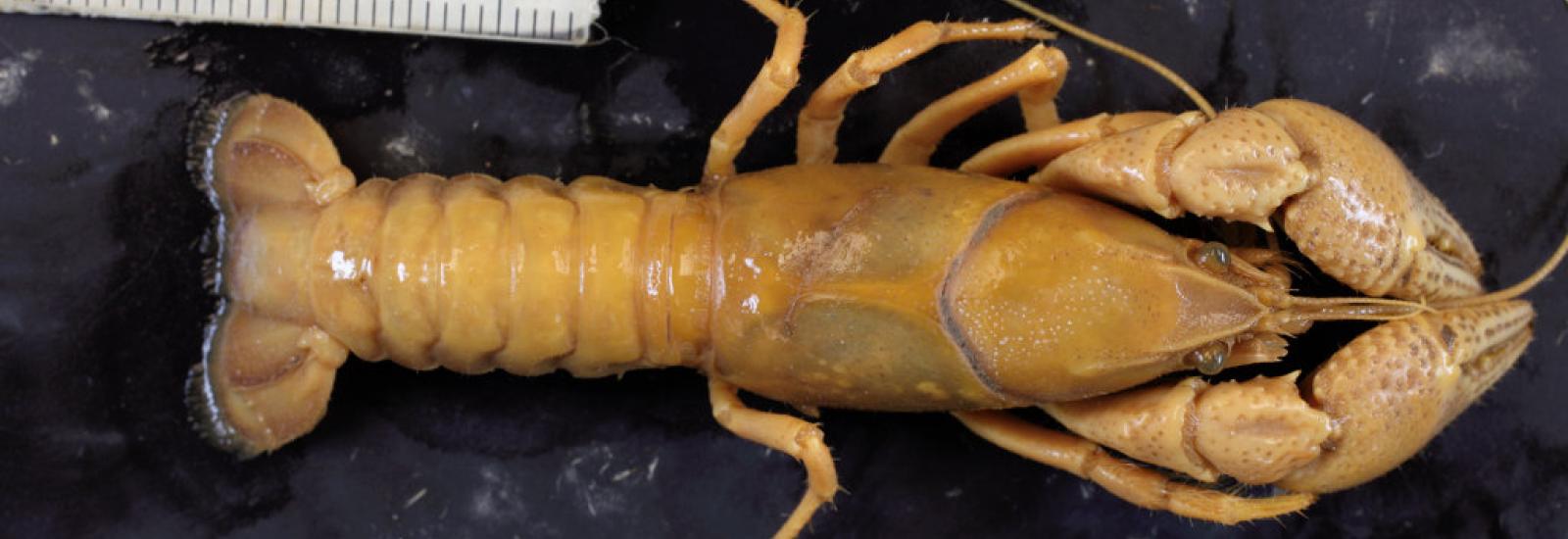Camparus thomai - crayfish