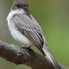 Eastern Phoebe_WIKI